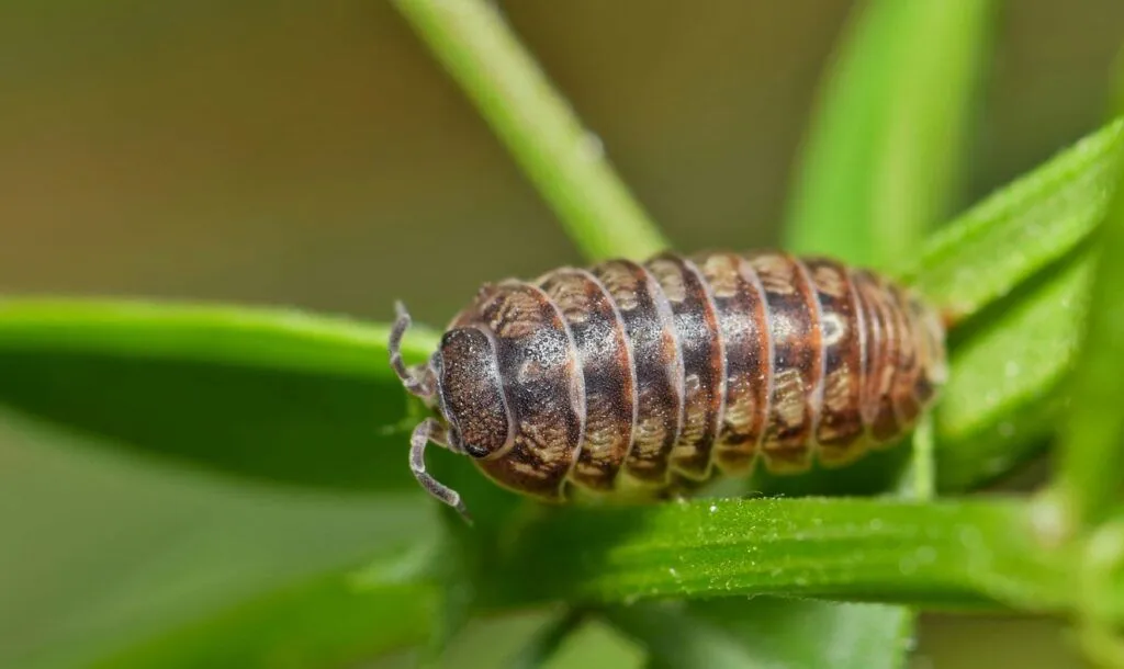 Die unterschätzten Helfer im Garten: Was Asseln wirklich draufhaben