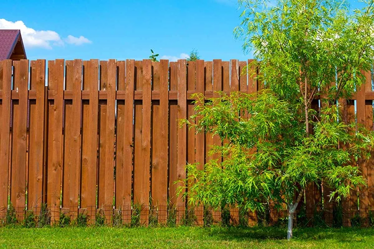Tipps zum Umgang mit dem Schneiden von Nachbars Bäumen: Was du wissen solltest