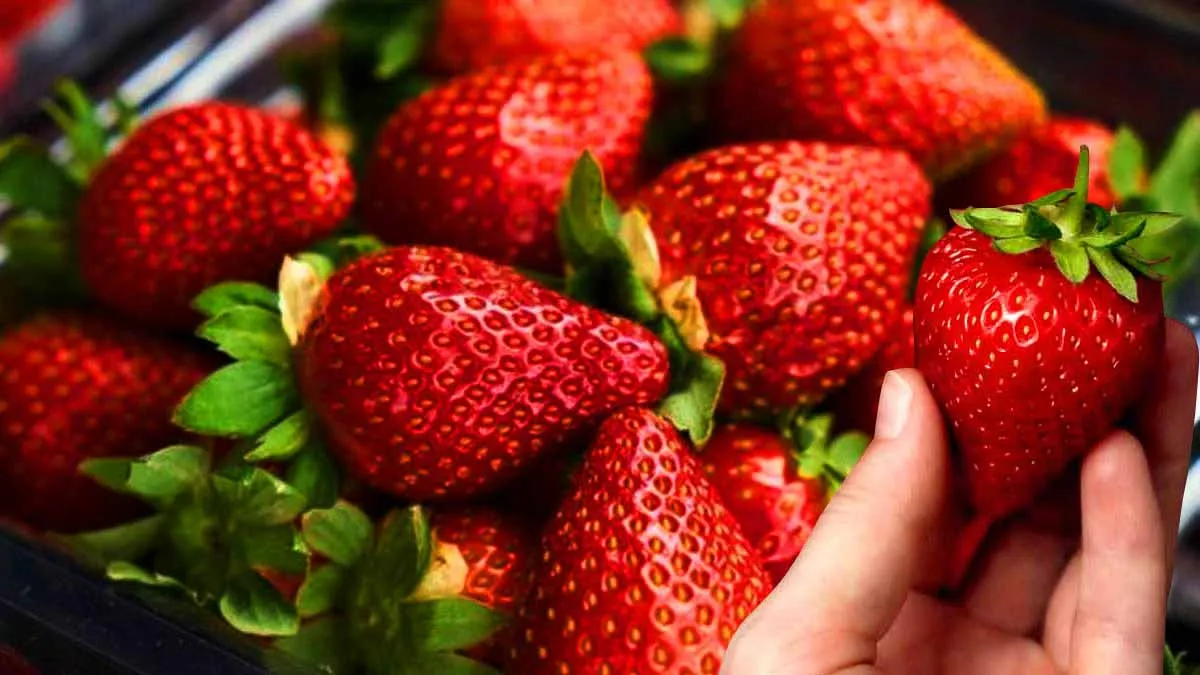 Die Kunst der Erdbeer-Lagerung: Tipps und Tricks für längere Frische
