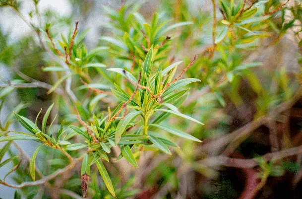 Pflege und Wiederbelebung von Oleander: Ein praktischer Ratgeber für gesunde Pflanzen
