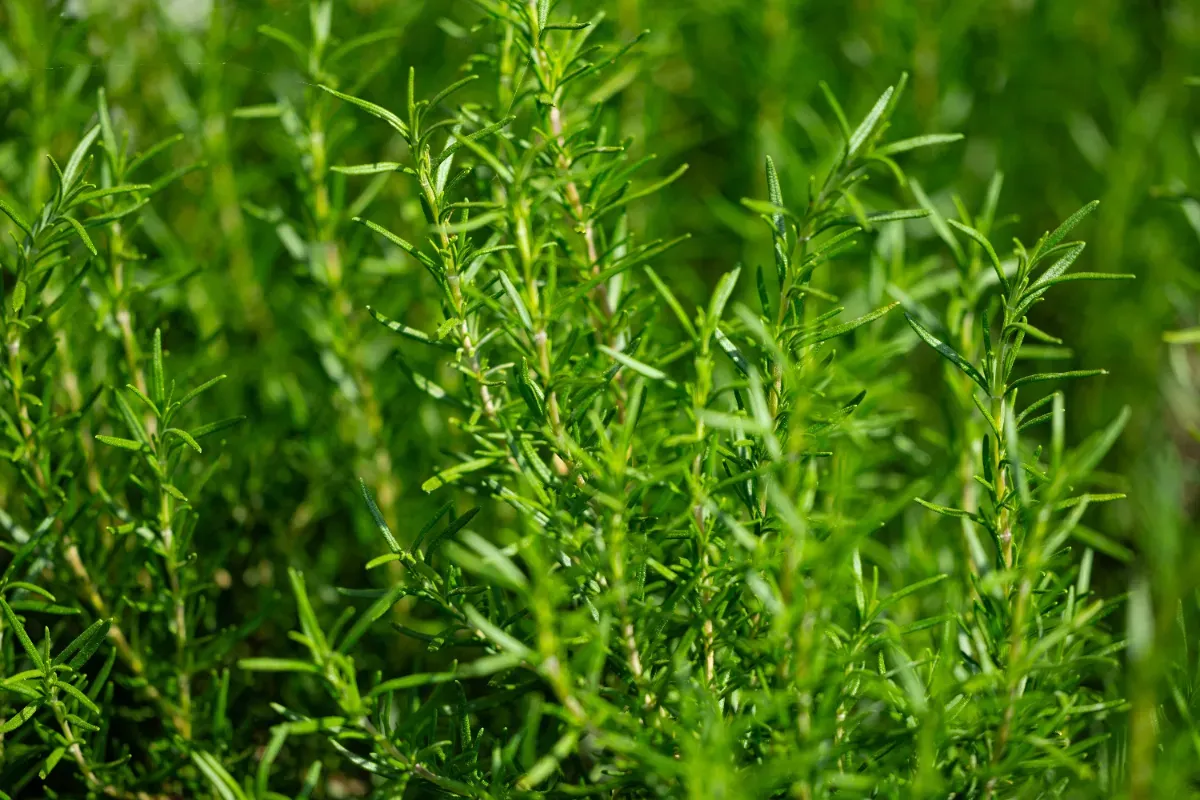 Rosmarin das ganze Jahr drinnen züchten – ein Guide für Hobbygärtner