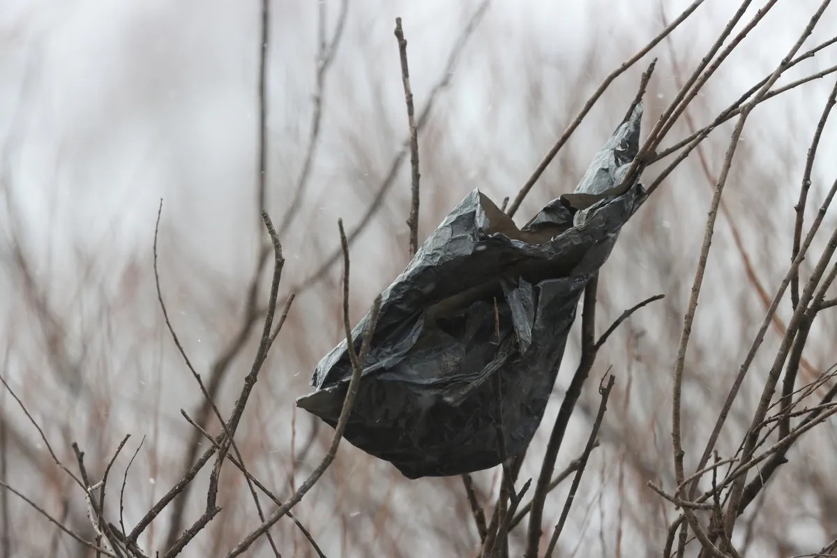 Schwarze Säcke in den Wäldern: Natürlicher Schutz vor dem Eichenprozessionsspinner