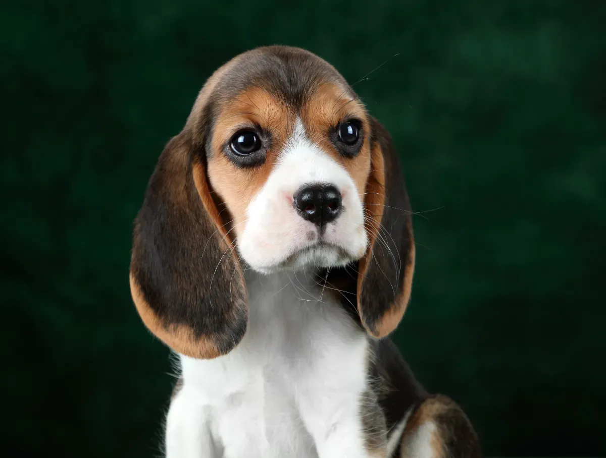 Hunderassen mit starken emotionalen Bindungen: Unsere besten tierischen Freunde