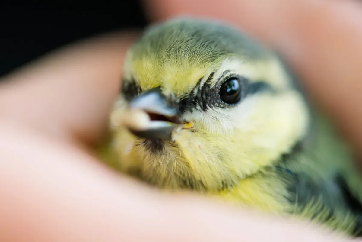 Winterhilfe für Meisen: Tipps für unsere gefiederten Freunde