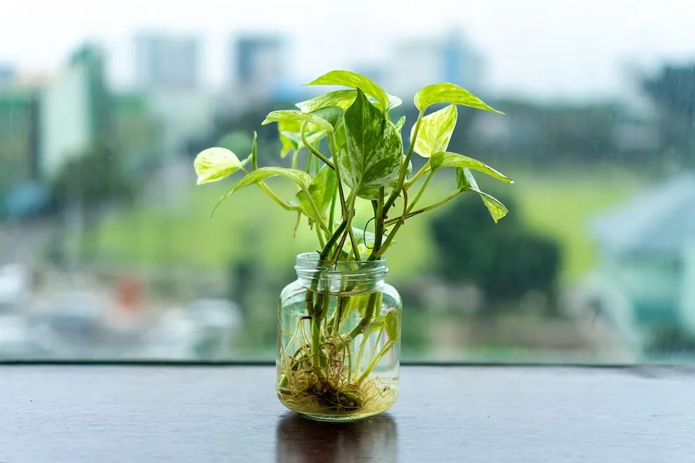 Neo P1: Die Zukunft der Luftreinigung mit Pflanzen