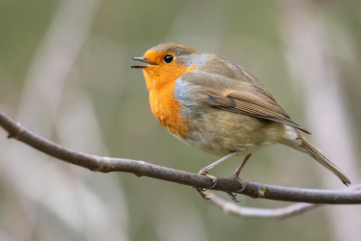 Vögel in den Garten locken – Wasser als Schlüssel zum Erfolg